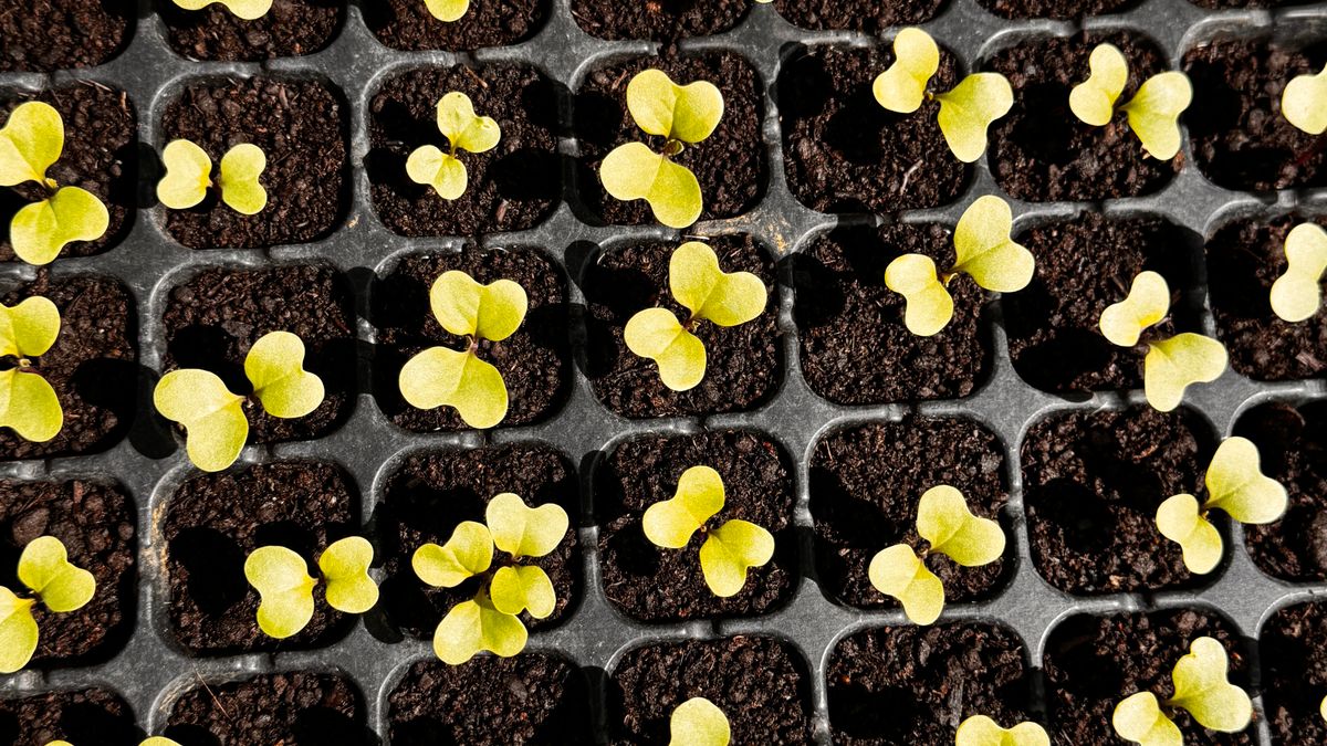 Comment réussir ses semis de légumes dhiver en intérieur - illustration