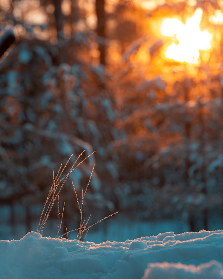 Brown Grass Covered With Snow