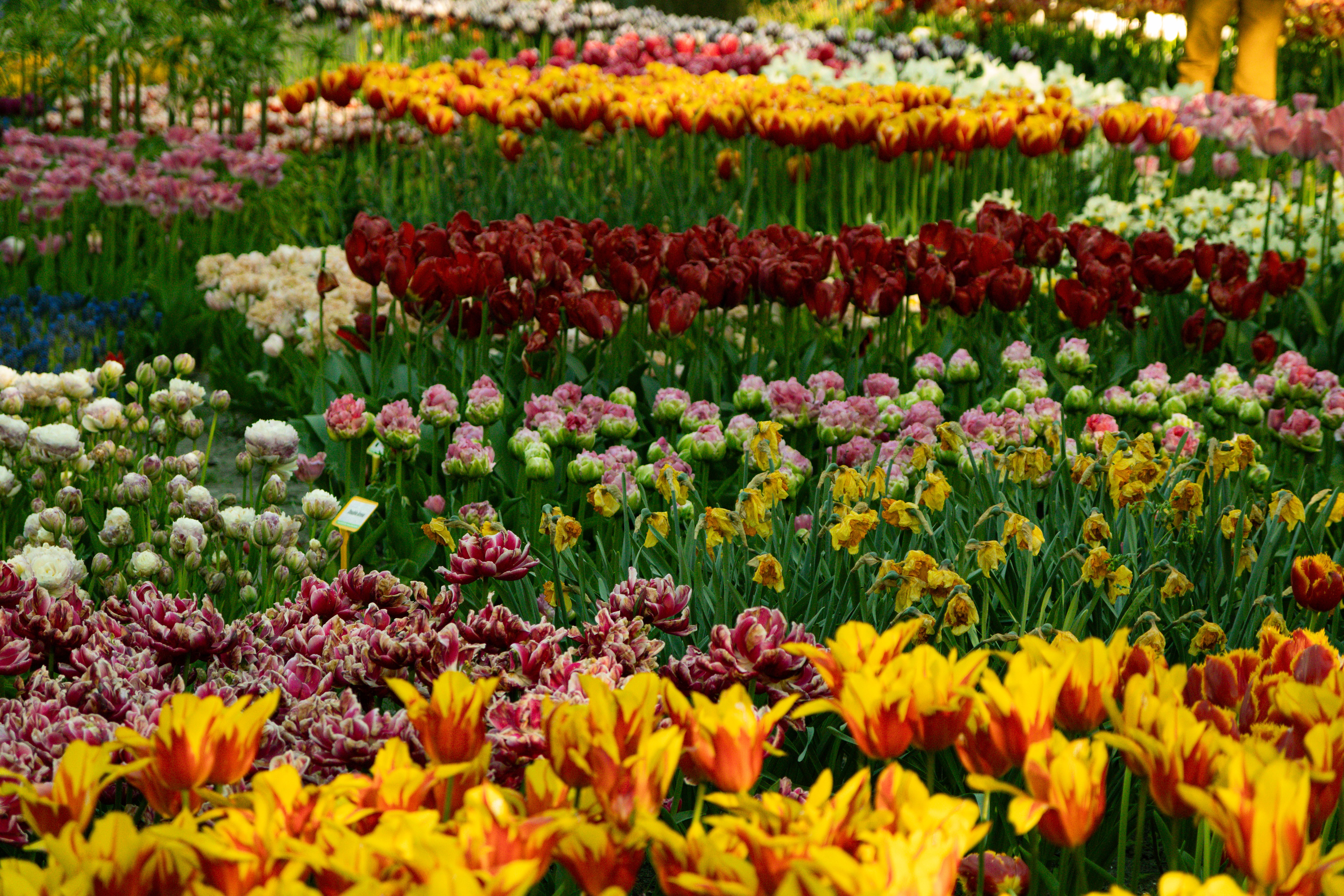 Tulipe : Guide plantation et variétés 2026