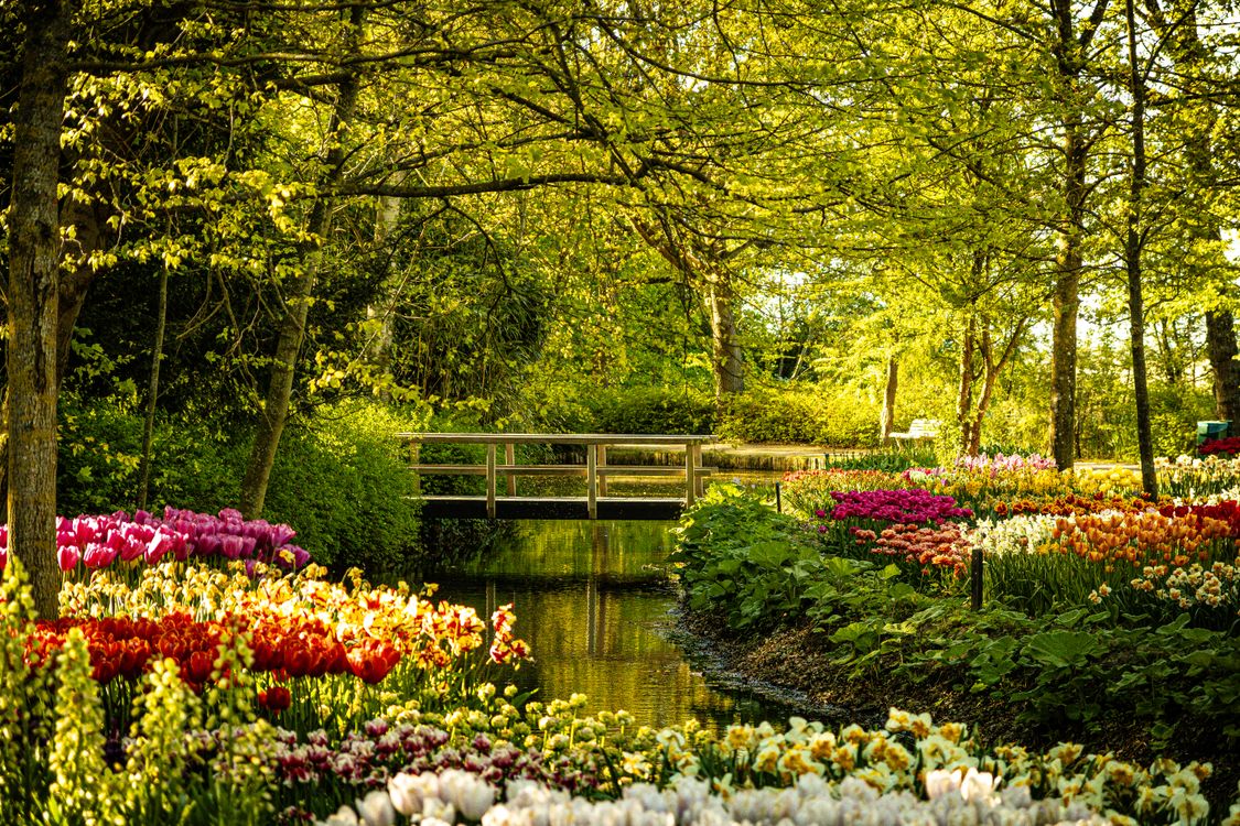 Free Spring Garden Idyllic Spring Garden with Bridge and Blossoms · Free Stock Photo
