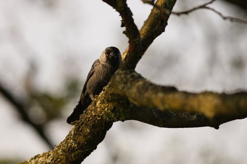 Free Close-up of a Eurasian jackdaw sitting on a moss-covered branch against a blurred background. Stock Photo