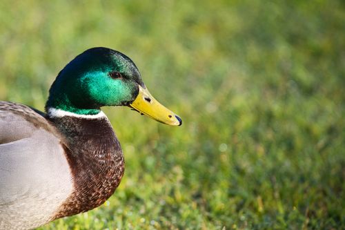 Free Vivid portrait of a Mallard duck showcasing vibrant plumage against green grass. Stock Photo