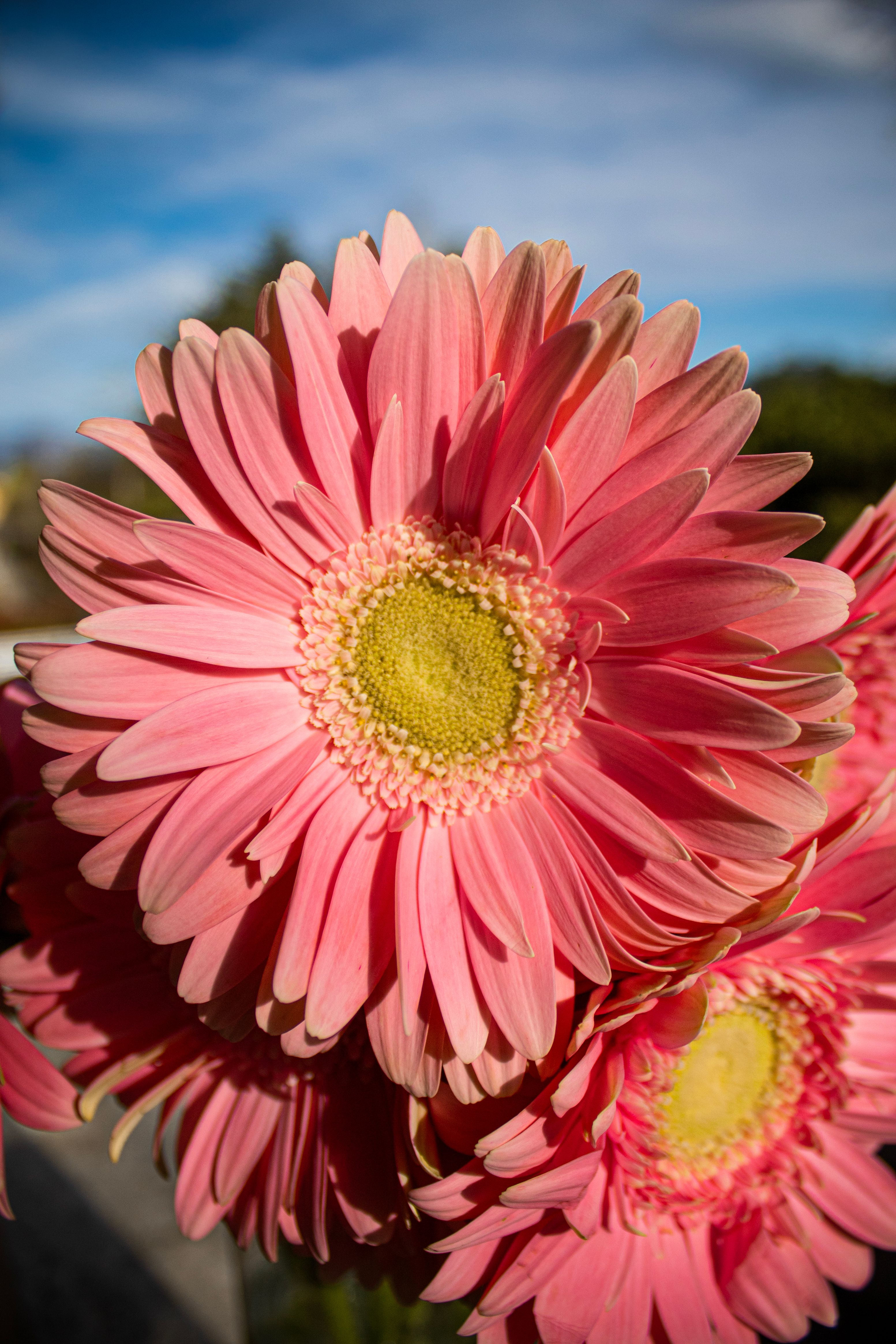 Close-up of pink gerbera daisies in full bloom under the bright spring sun in Friuli-Venezia Giulia, Italy.