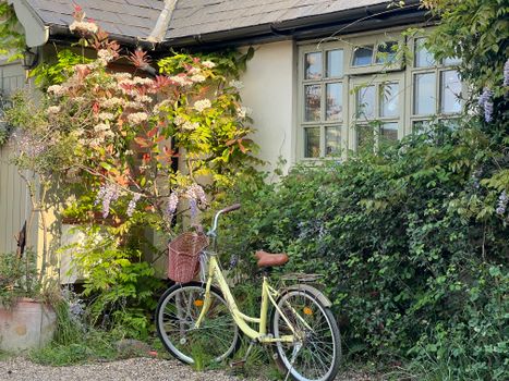 A picturesque cottage scene featuring a vintage bicycle against blooming wisteria under the summer sun.
