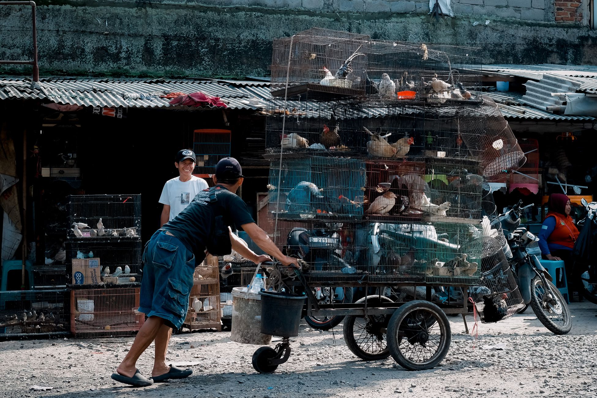 Honderden katten gestolen in Vietnam, illegale handel in kattenvlees opgerold
