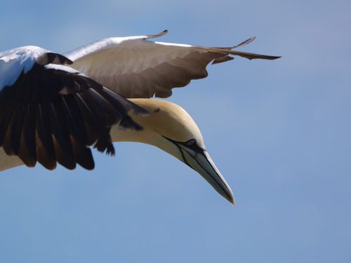 Free Capture of a Northern Gannet soaring gracefully against a clear blue sky in Heligoland, Germany. Stock Photo