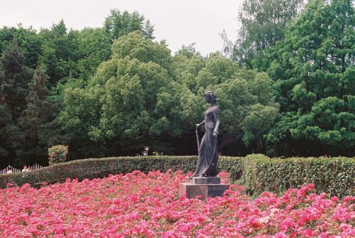 Free A beautiful statue stands amidst a vibrant rose garden, surrounded by lush greenery. Stock Photo