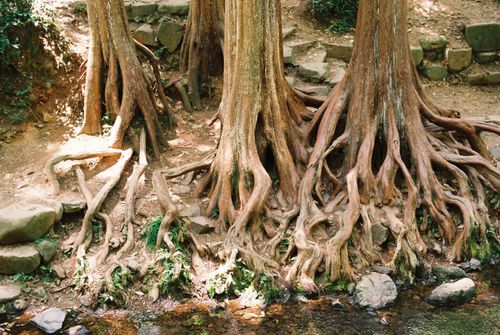 Free Twisted tree roots emerging near a serene creek, showcasing nature's resilience. Stock Photo