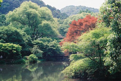 Free Serene garden with lush green and red trees reflected in a calm pond, perfect for relaxation. Stock Photo