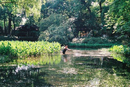 Free A man wades through a lush, green pond surrounded by dense trees and aquatic plants on a sunny day. Stock Photo