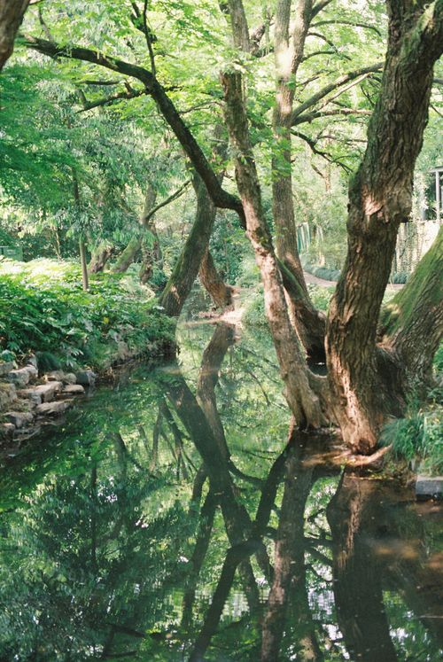 Free Peaceful scene of trees mirrored in a calm stream surrounded by lush greenery. Stock Photo