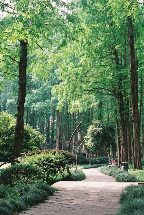 Free Tranquil forest pathway surrounded by tall trees and greenery in daylight. Stock Photo