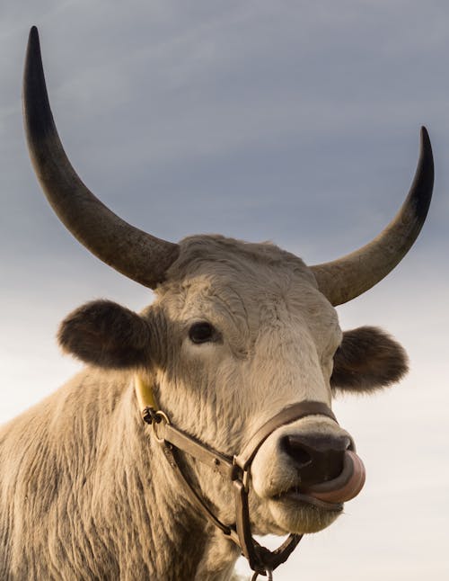 Closeup View of Beige Cow