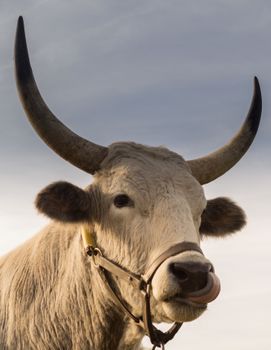 Close-up of a strong bull with impressive horns standing outdoors. Stunning detail and expression.