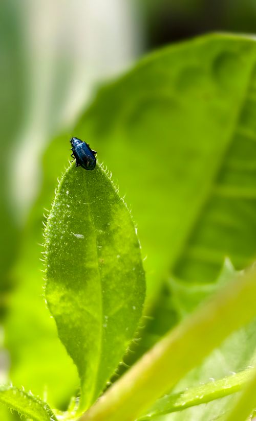 Free Macro shot of a shiny beetle perched on a fresh green leaf outdoors. Stock Photo