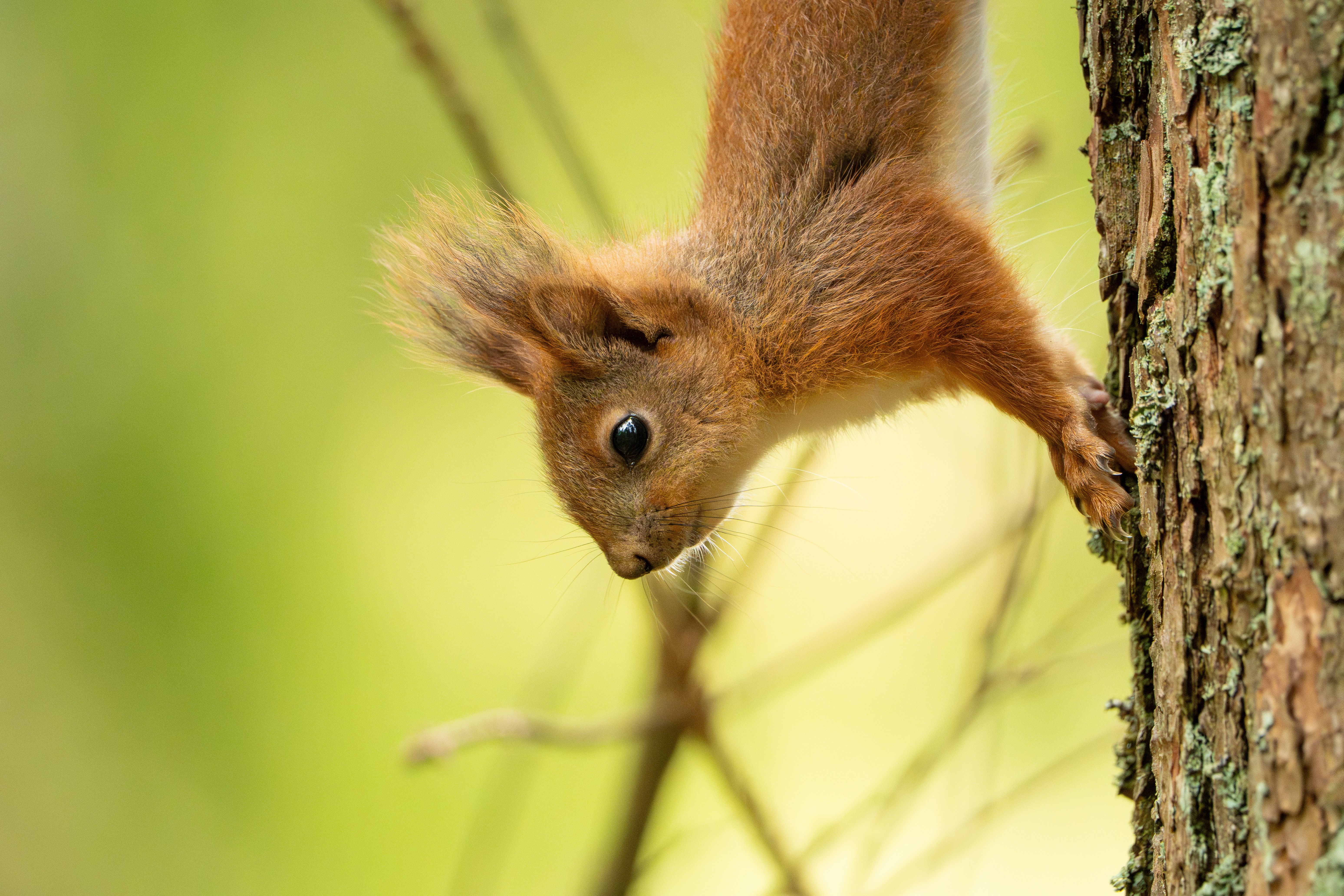 Red Squirrel Climbing Tree in Natural Habitat · Free Stock Photo