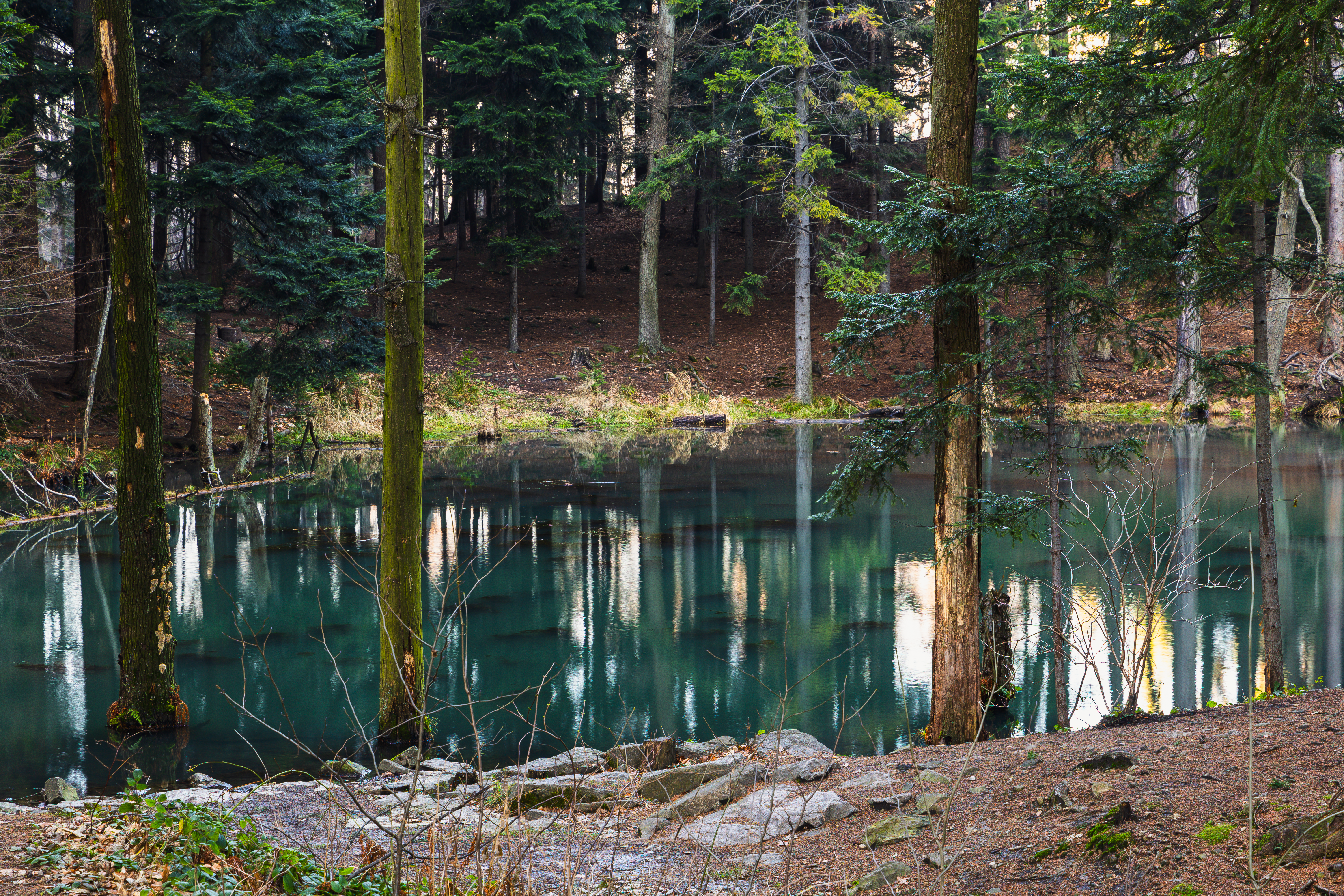 Serene Forest Pond with Reflective Water · Free Stock Photo