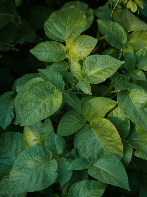 Free Close-up of vibrant green potato plant leaves in natural light. Stock Photo