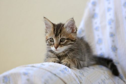 Free Charming fluffy kitten lying on a soft, patterned blanket indoors. Stock Photo