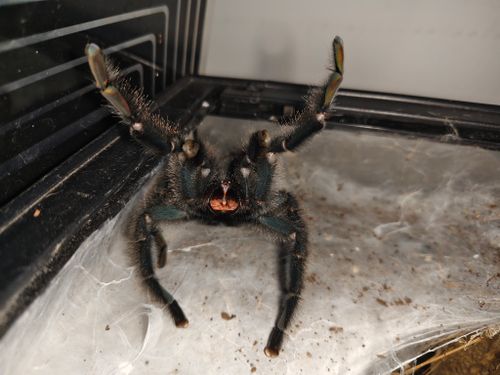 Free stock photo of animal s, arachnida, arachnophobia Stock Photo