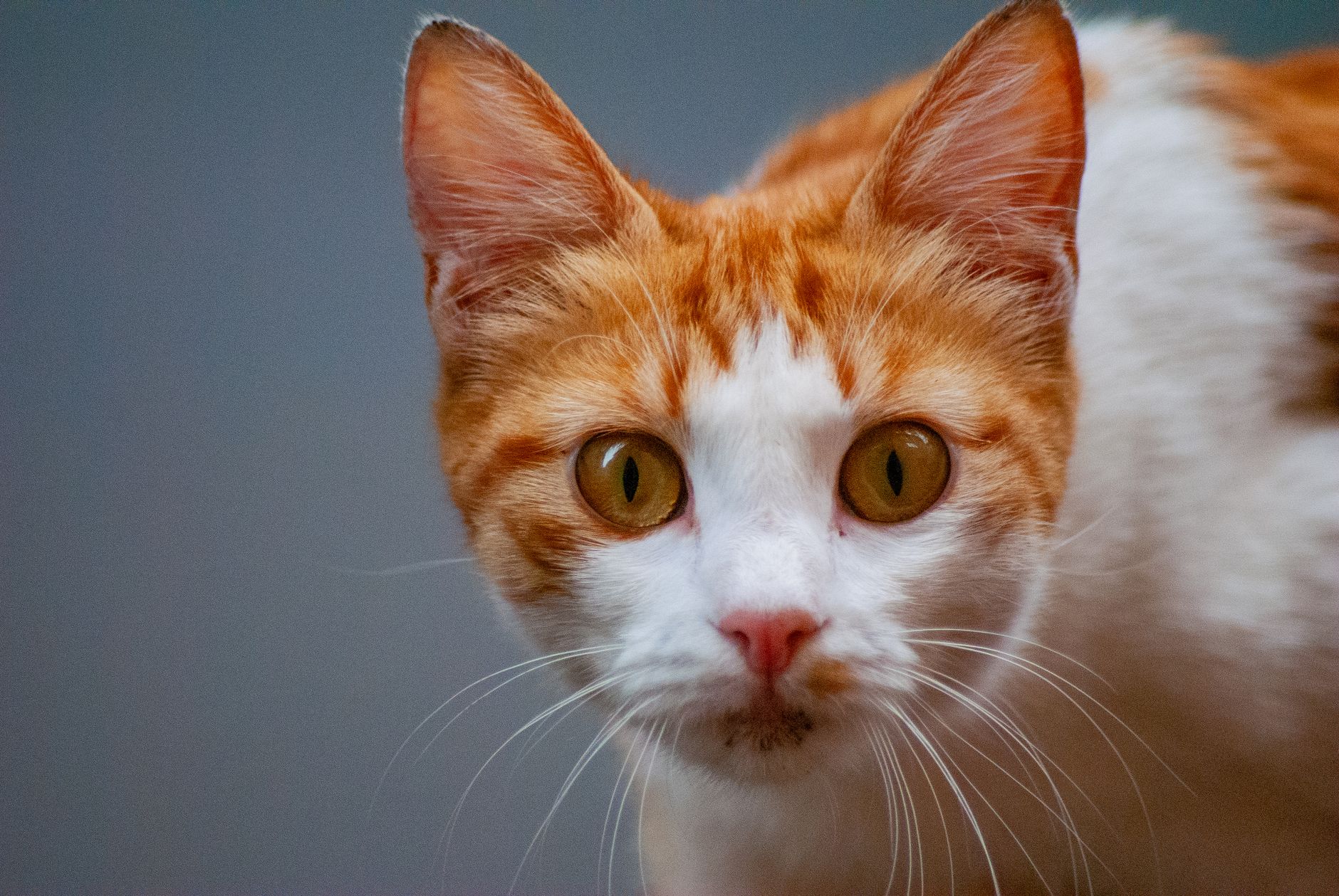 Veterinarian examining a cat during a checkup