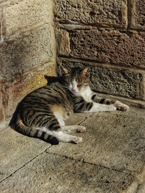 Free A relaxed cat basks in sunlight against a rustic stone wall, epitomizing tranquility. Stock Photo