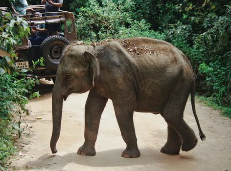 A young elephant crossing a dirt road during a forest safari with a jeep nearby.