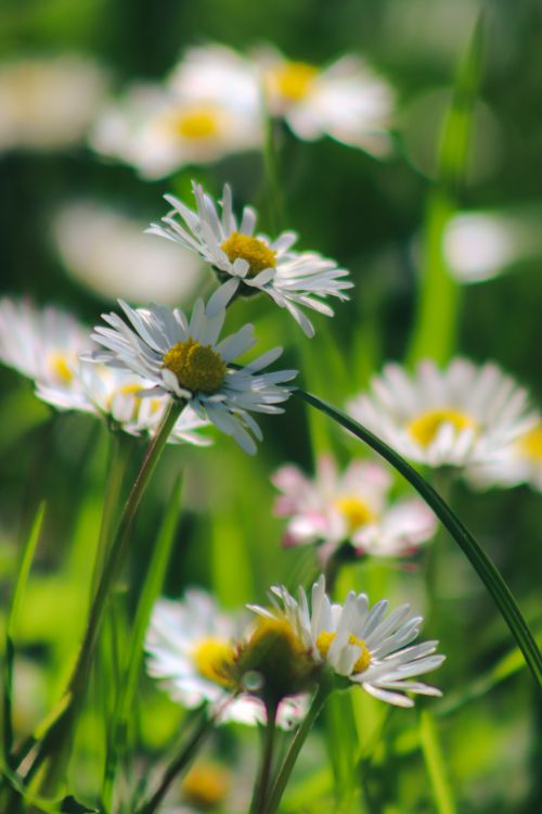 Free Vibrant daisies with white petals and yellow centers blooming in a green meadow. Stock Photo