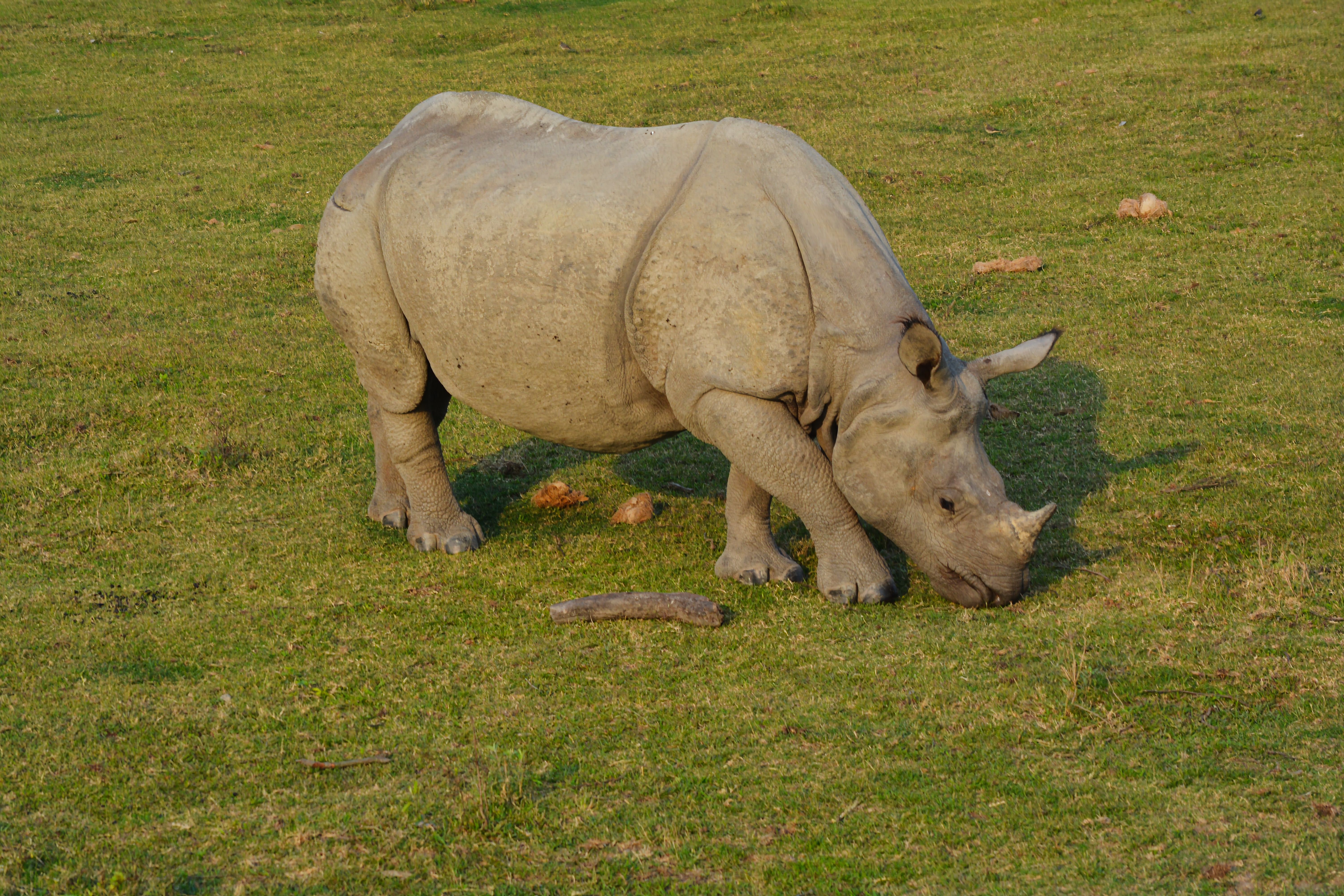 Kaziranga National Park 1