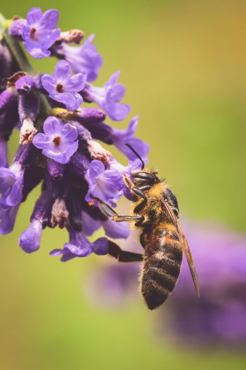 Free Close-up of a honeybee pollinating vibrant lavender flowers against a soft focus background. Stock Photo