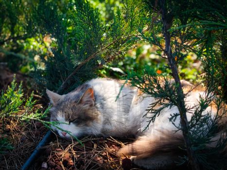 Tranquil scene of a cat peacefully sleeping among greenery in an Istanbul garden.