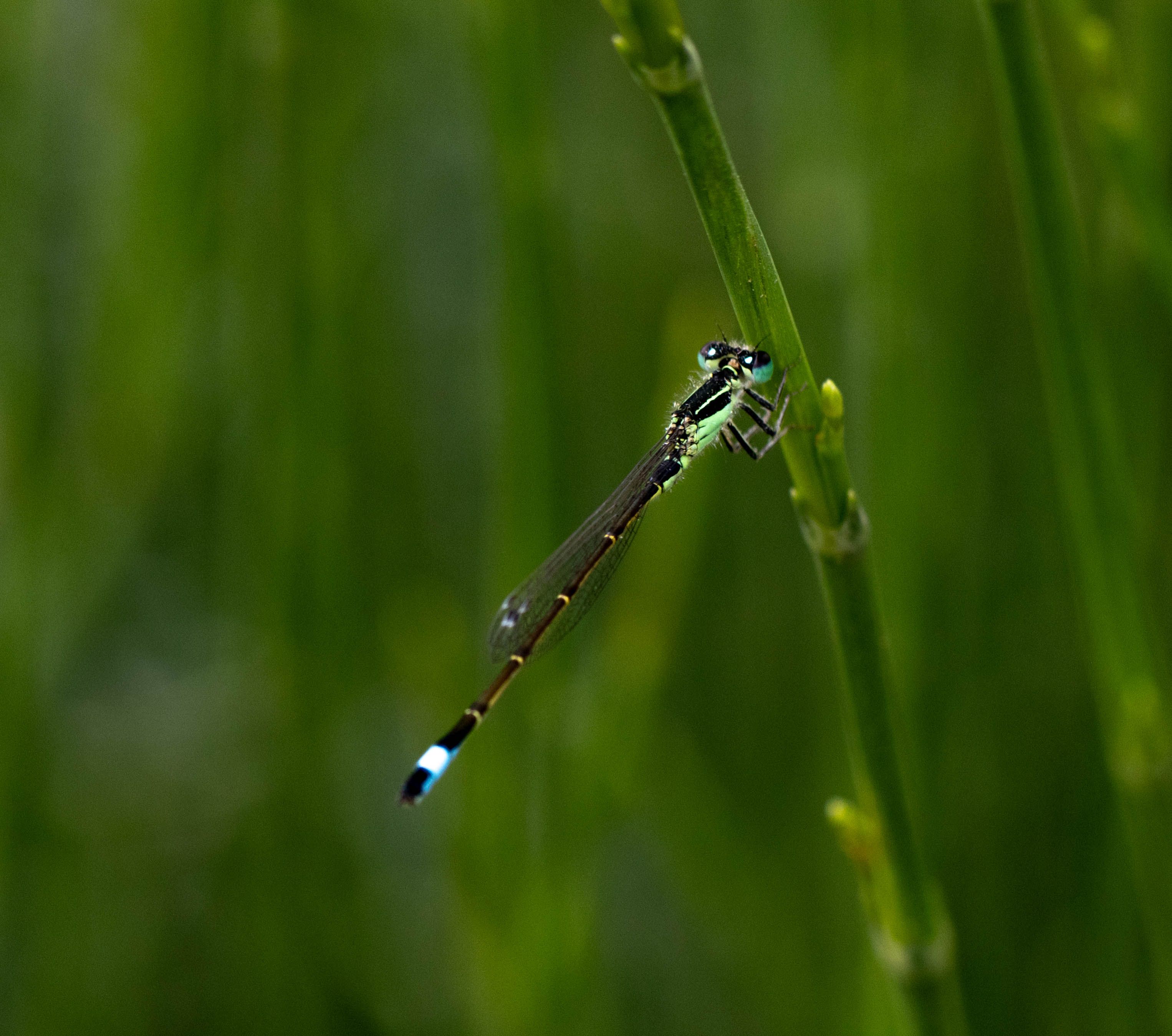 A detailed macro shot of a blue-tailed damselfly perched on a green blade of grass in a natural setting.