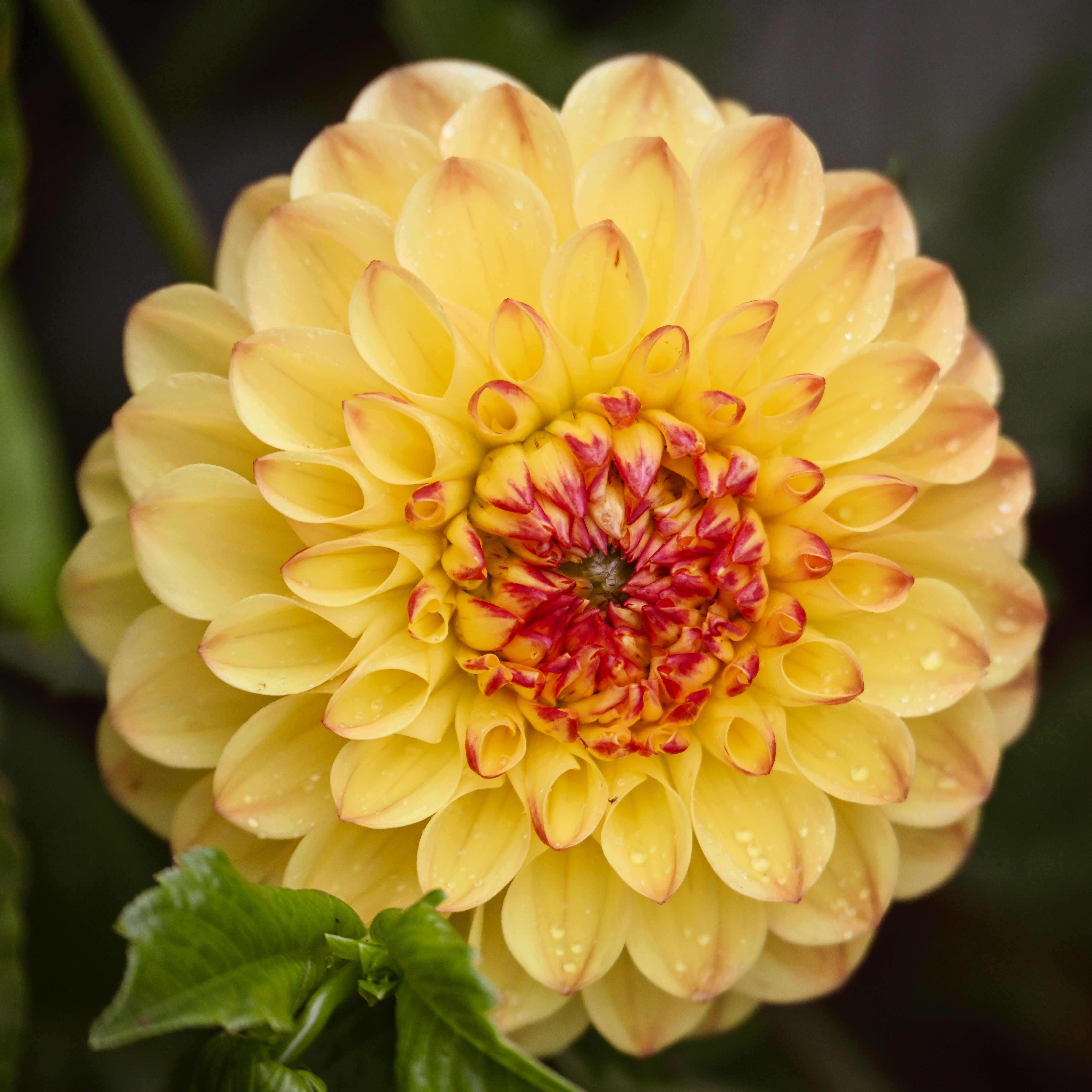 A close view of a peach cafe au lait dahlia.