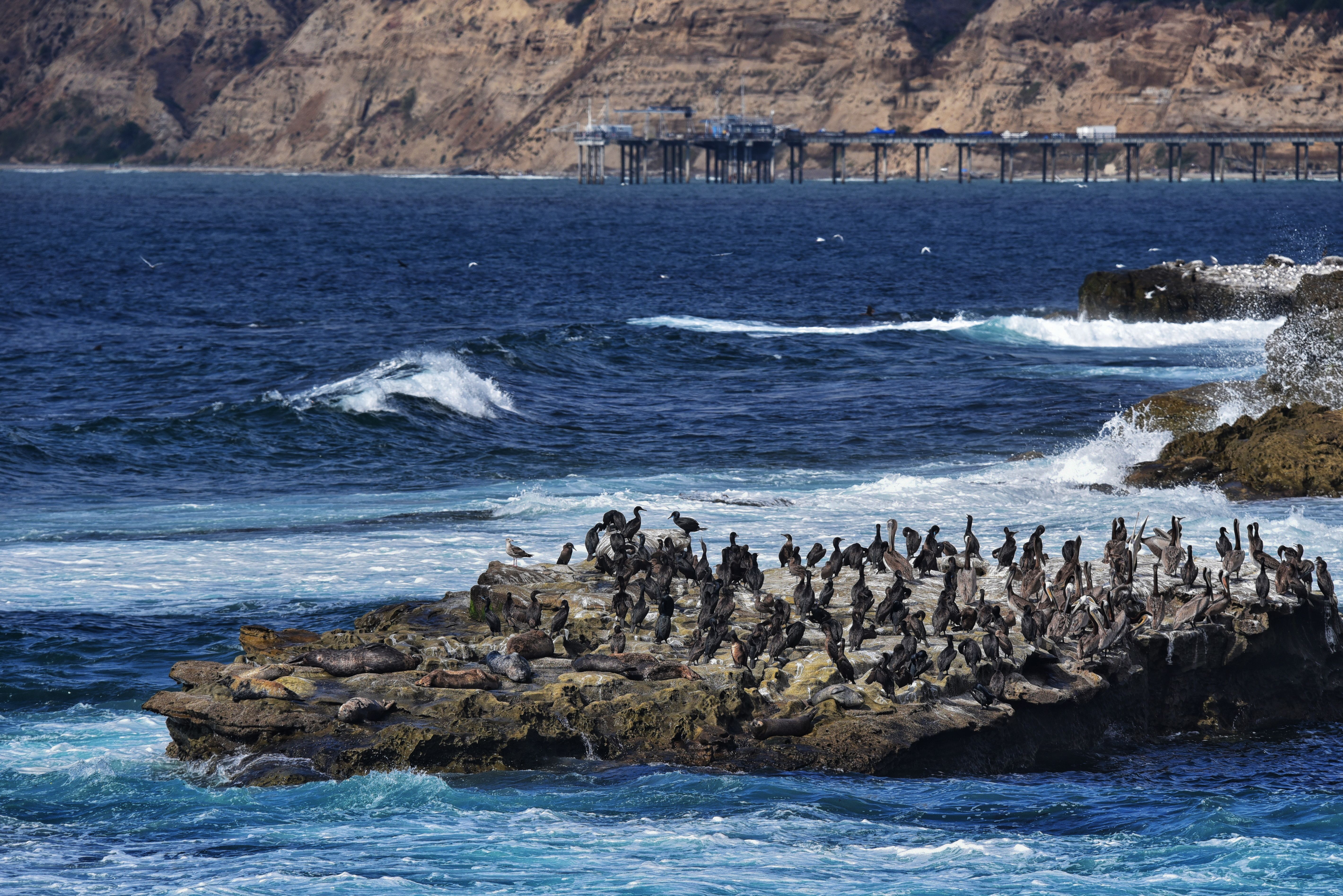 Laguna Point Seal Watch