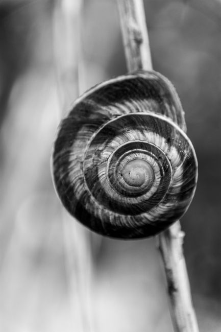 Artistic black and white photo of a snail shell on a reed. Nature and minimalism combined.