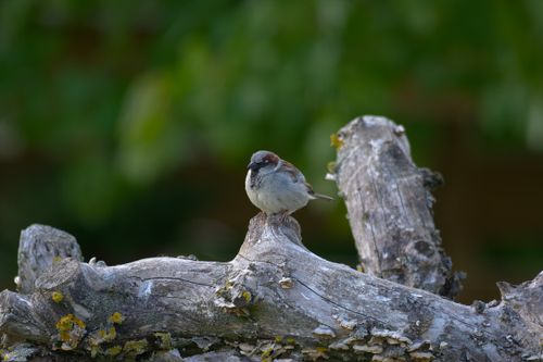 Free A sparrow sits perched on a mossy tree trunk, surrounded by blurred greenery. Stock Photo