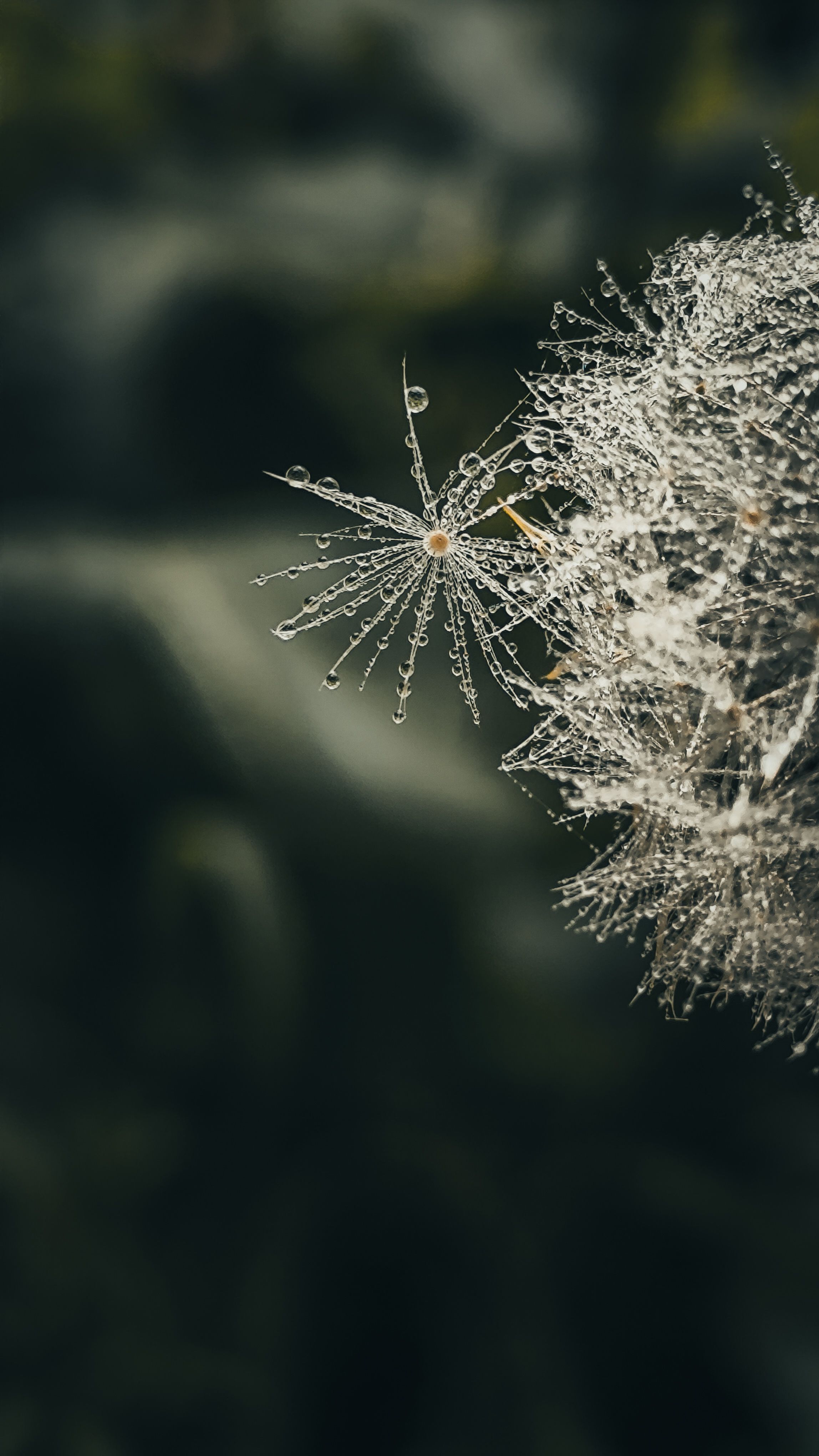 Close-Up of Dewy Dandelion in Soft Focus · Free Stock Photo