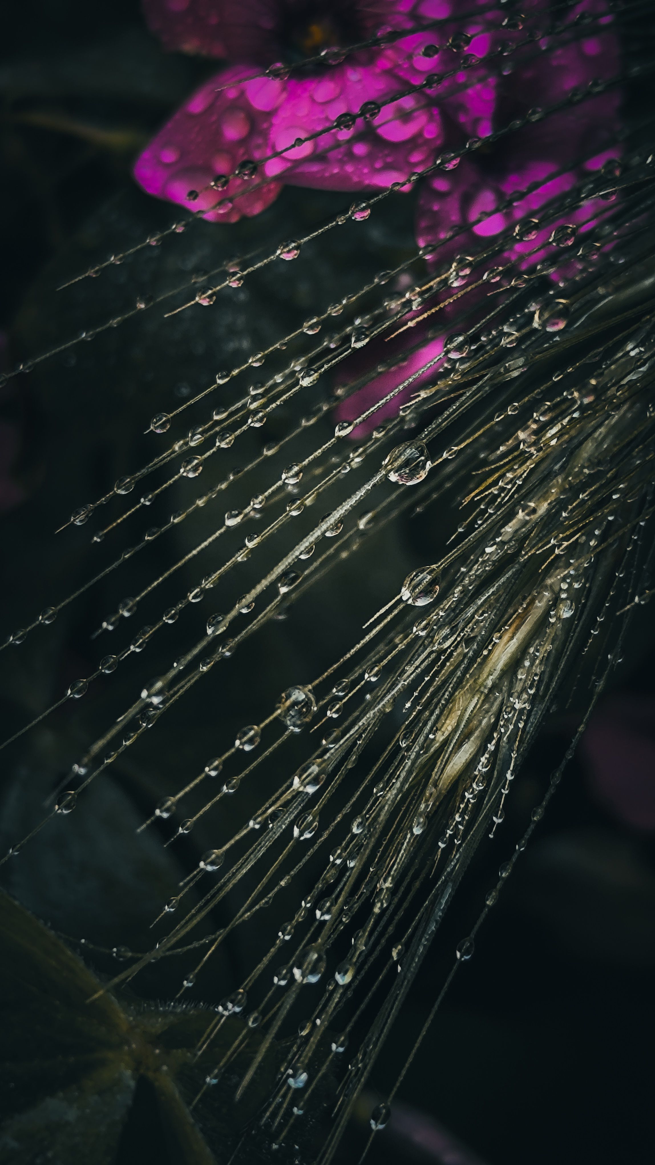 Artistic close-up of dewdrops on grass with vibrant pink flower background creating a moody atmosphere.