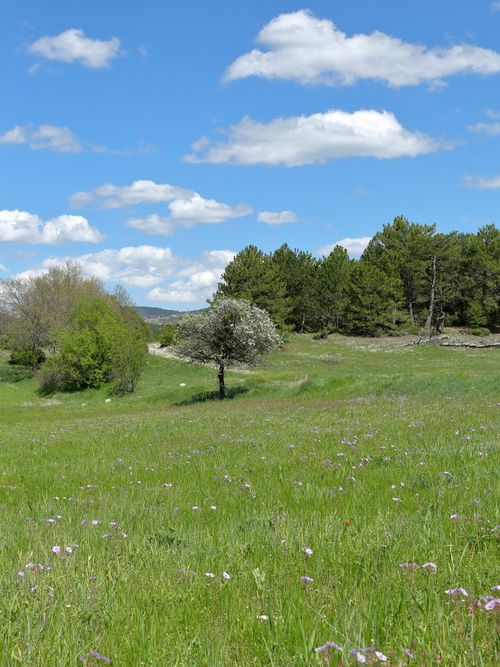 Free A peaceful spring meadow with a lone tree under a bright blue sky and fluffy clouds. Stock Photo
