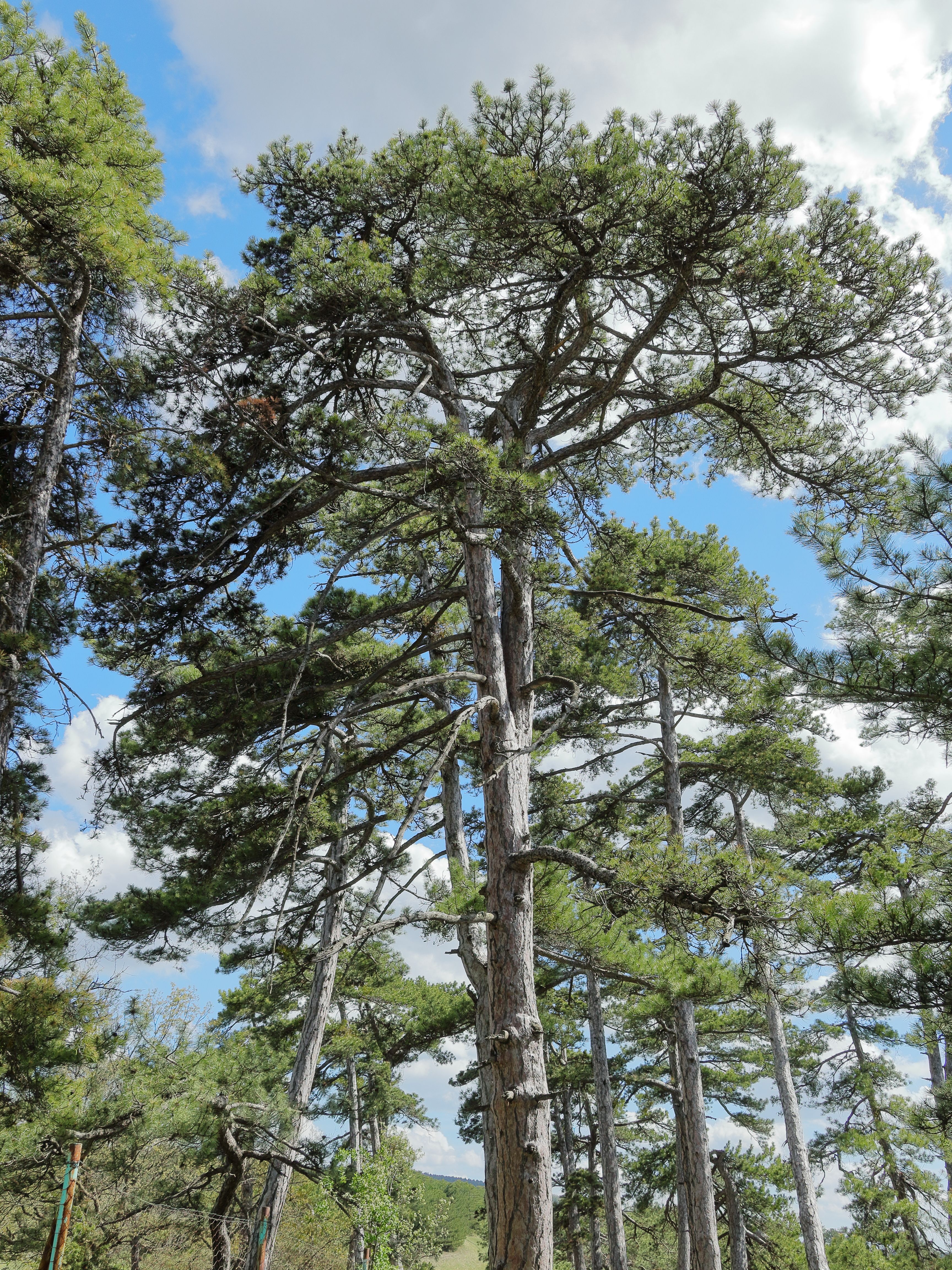 Tall pine trees reaching for the blue sky on a clear summer day, showcasing nature's beauty.
