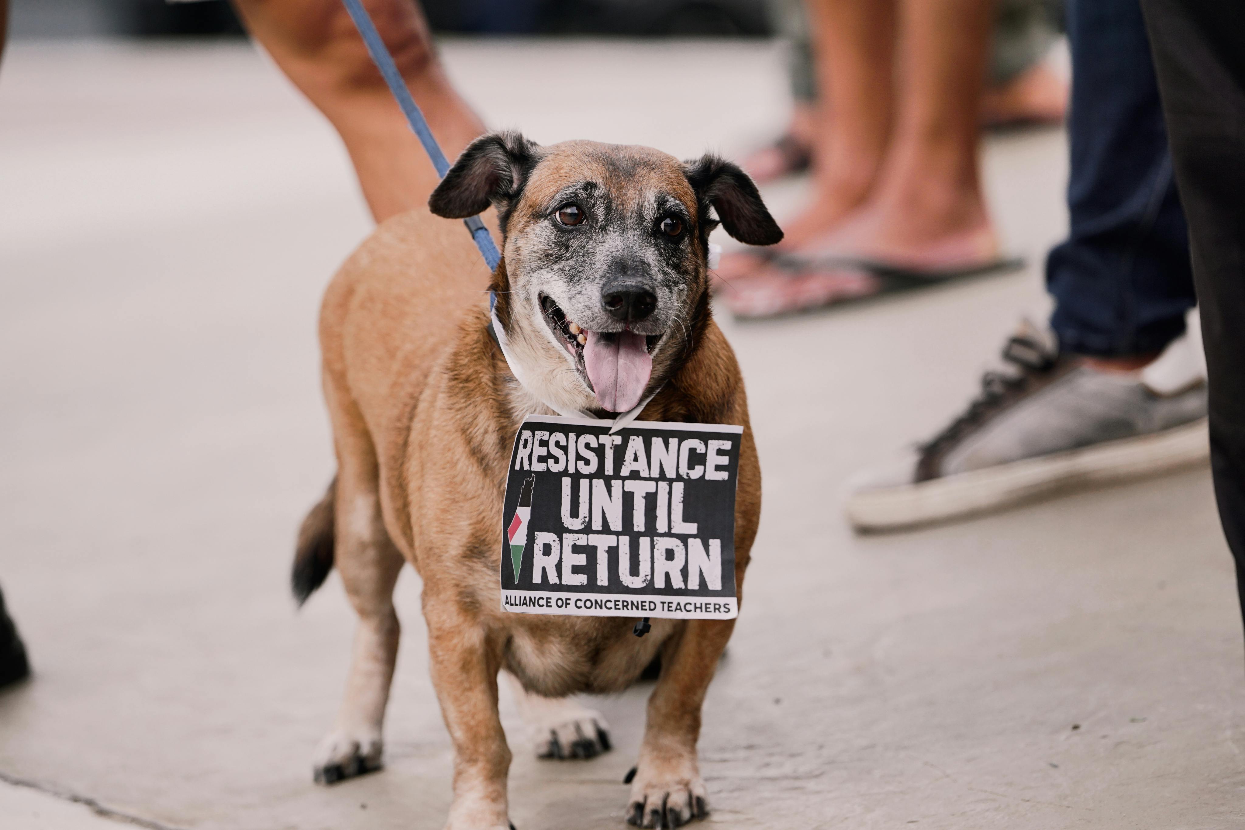 How supporting pet health can "return the favor" to dogs — Photo by Mico Medel on Pexels