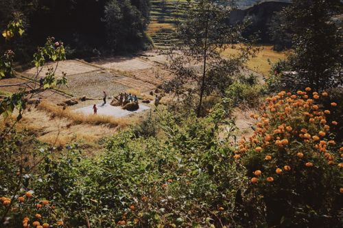 Free A peaceful rural scene of harvesting in terraced fields with vibrant flowers. Stock Photo