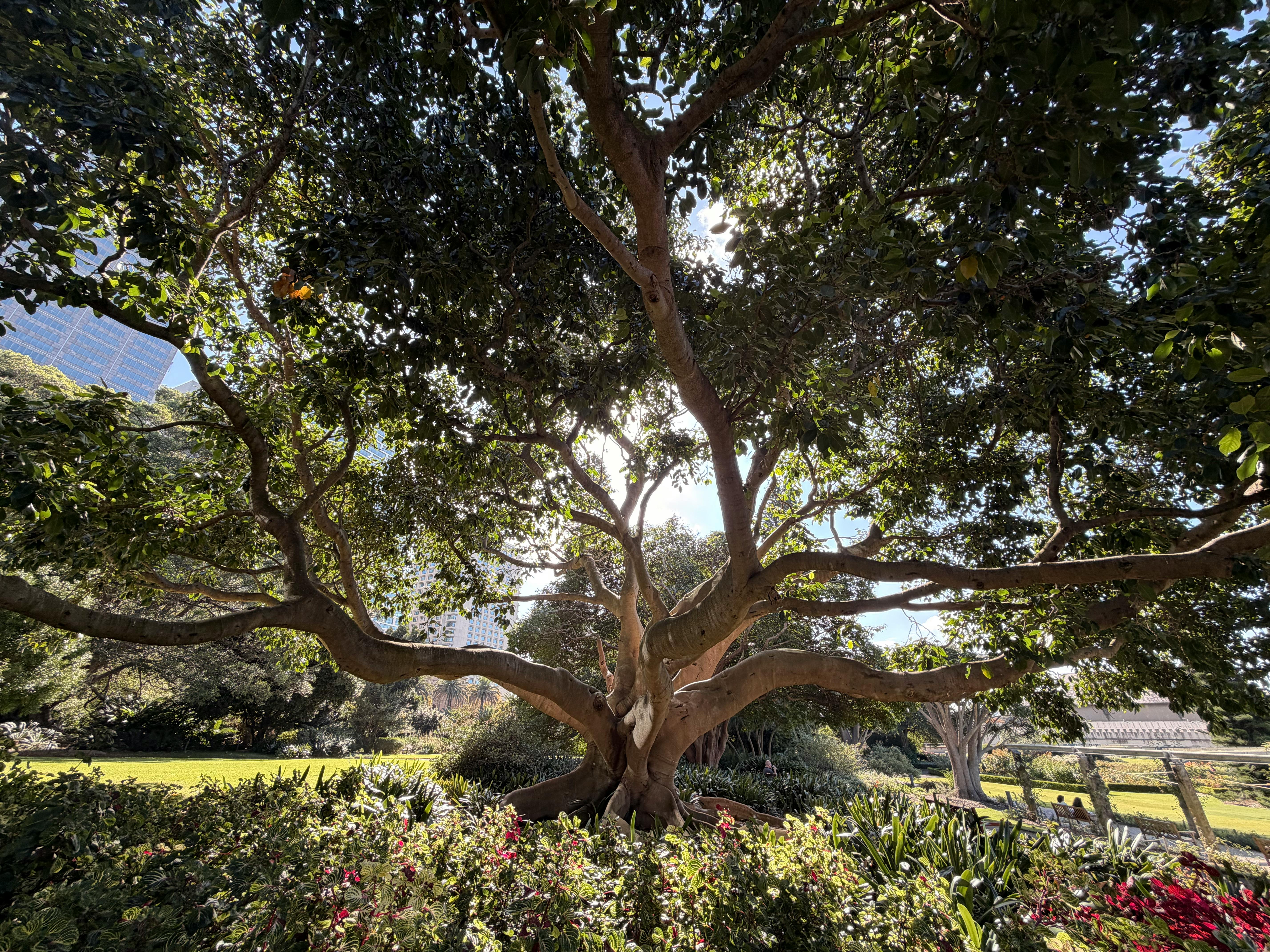 Sydney Royal Botanic Garden sunlit fig tree — 1816 Australia's oldest + 30 hectares + Mrs Macquarie's Chair iconic photo angle