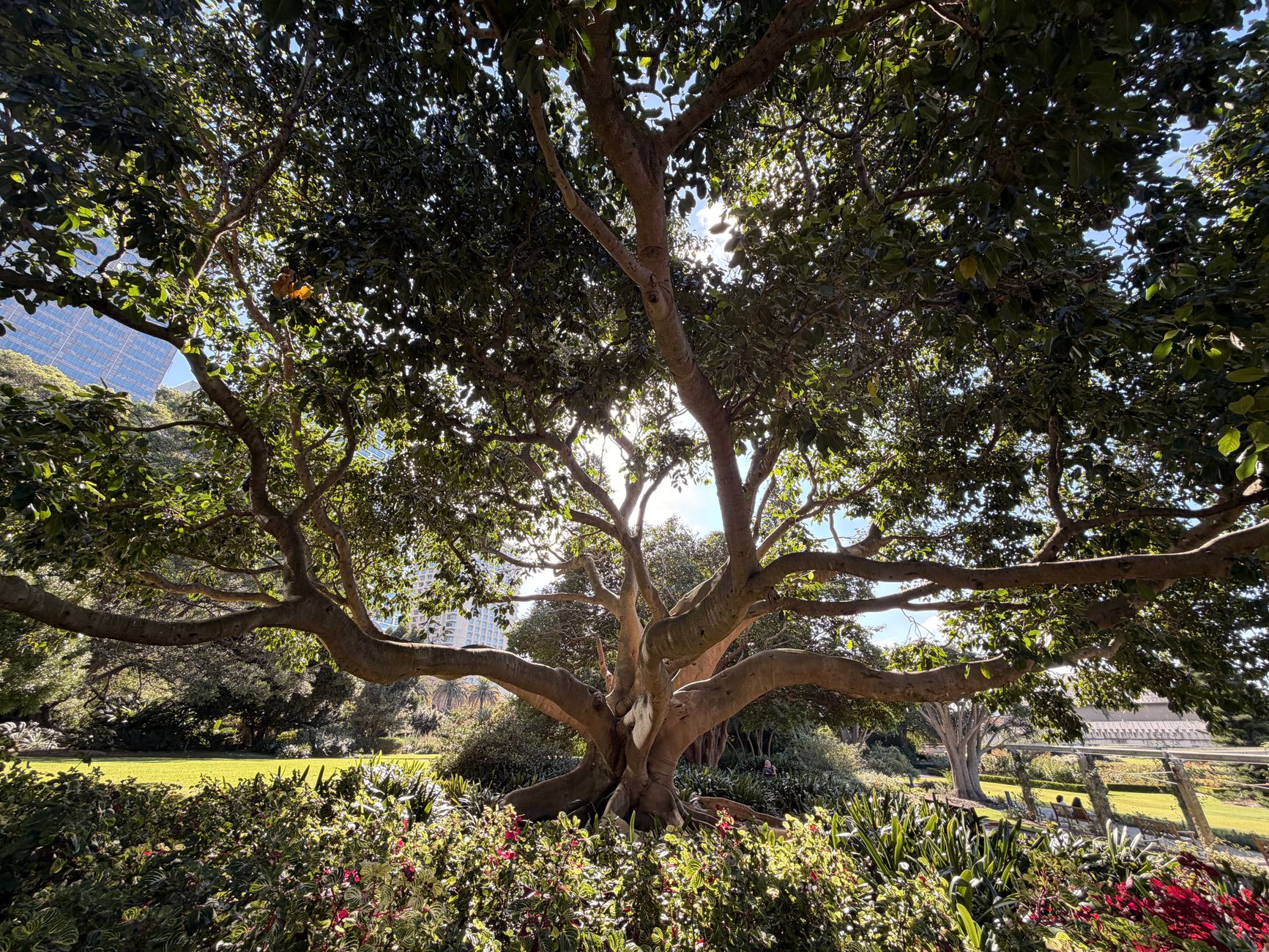 Royal Botanic Garden