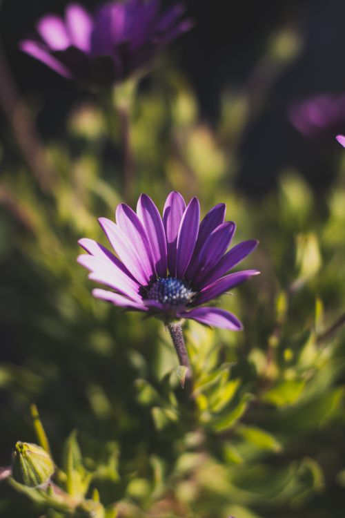 Free Close-up of a purple African daisy (Osteospermum) blooming in sunlight. Stock Photo