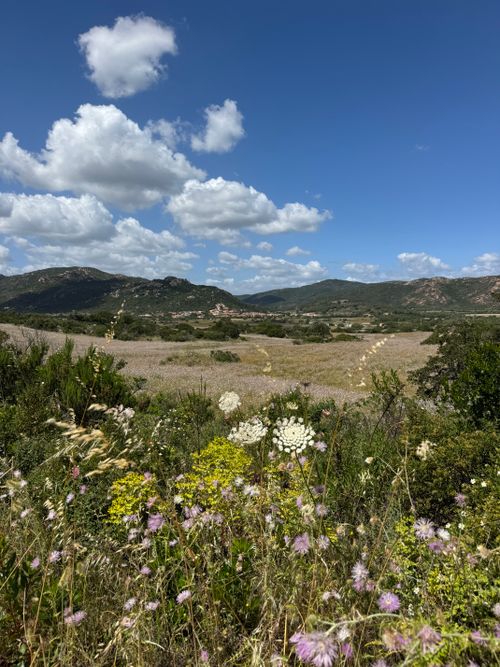 Free Picturesque Sardinian landscape featuring vibrant wildflowers and rolling hills under a blue sky. Stock Photo