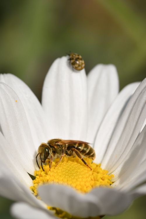 Free Close-up of a bee on a daisy flower with an insect in a sunlit garden setting. Stock Photo