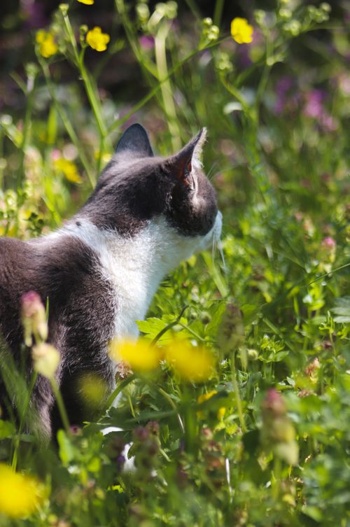 Free A peaceful cat basking in the sunlight amidst vibrant wildflowers in a lush garden. Stock Photo