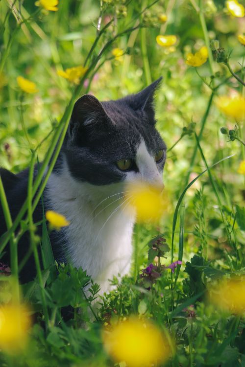 Free A black and white cat among vibrant wildflowers in a sunlit garden setting. Stock Photo
