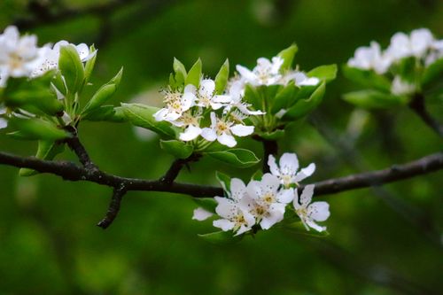 Free Detailed view of white pear blossoms on a branch against a green background. Stock Photo